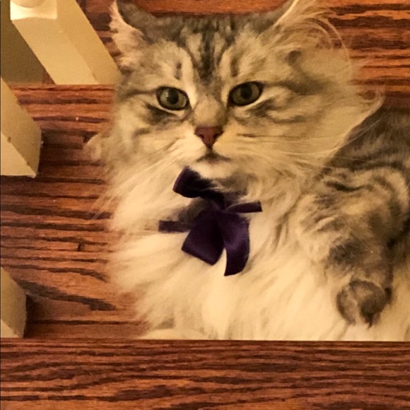 Meet your Posher, Sylvie&Oliver - Picture 2 of 3